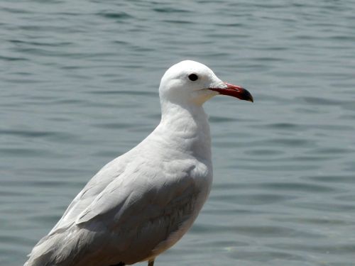 seagull sea water bird