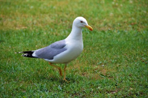 seagull bird grass