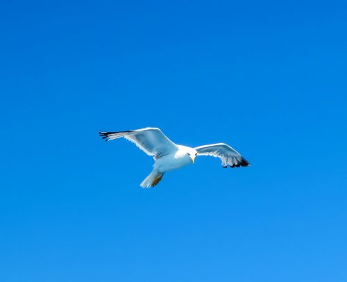 seagull sea bird white