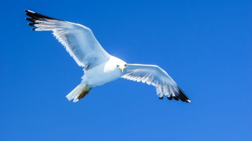 seagull sea bird white