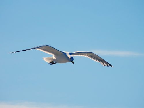 seagull gull fly