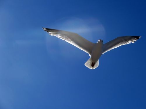 seagull gull fly