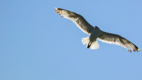 seagull sea bird white