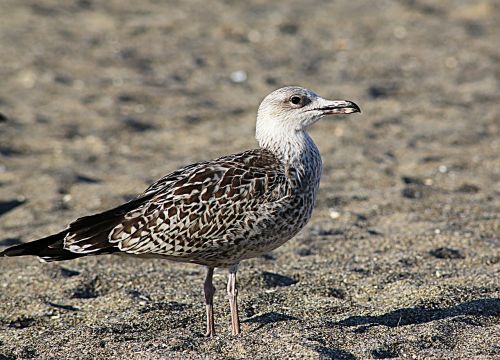 seagull bird sea