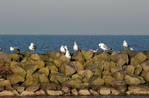 seagull white sea
