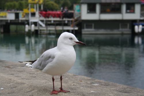 seagull port bird