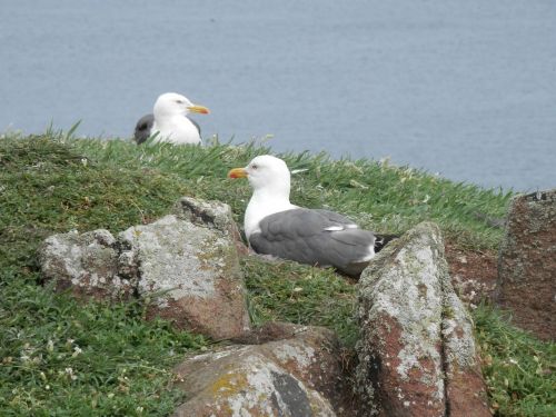 seagull gull seabird