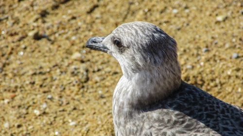 seagull grey bird