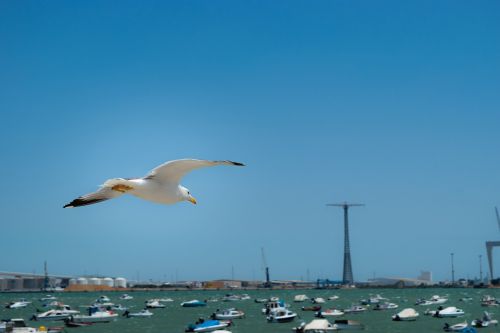 seagull flight sky