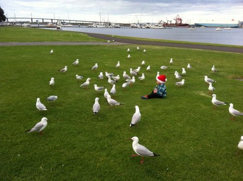seagull picnic park