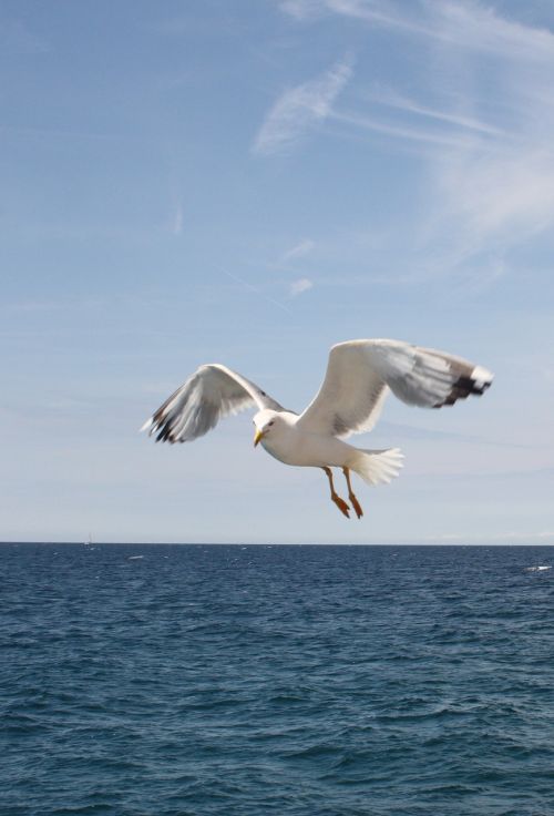 seagull blue sky freedom