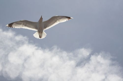 seagull blue sky freedom