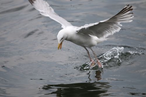 seagull kiel bird