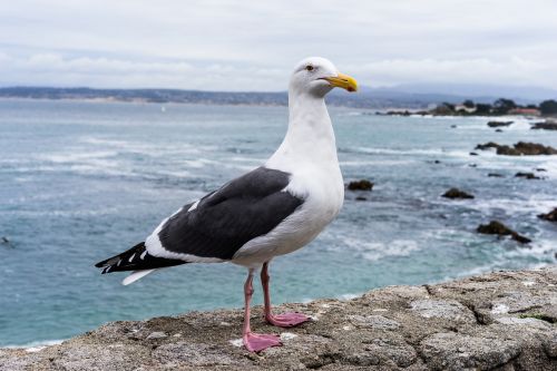 seagull monterey ocean