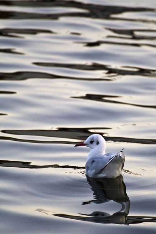 seagull gull in the water bird