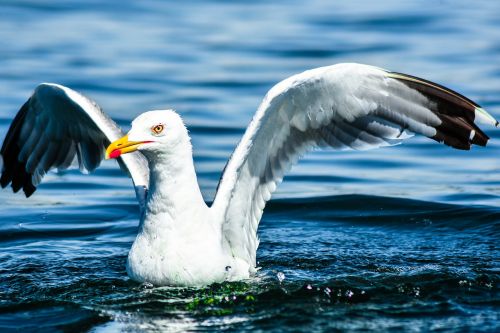 seagull bird water bird