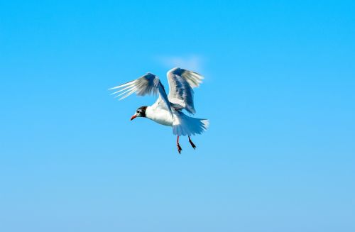 seagull bird close