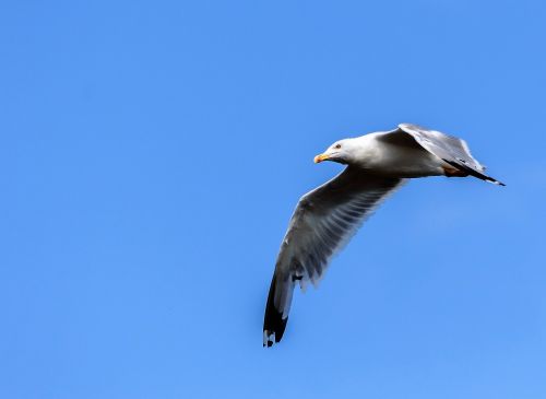 seagull sky fly