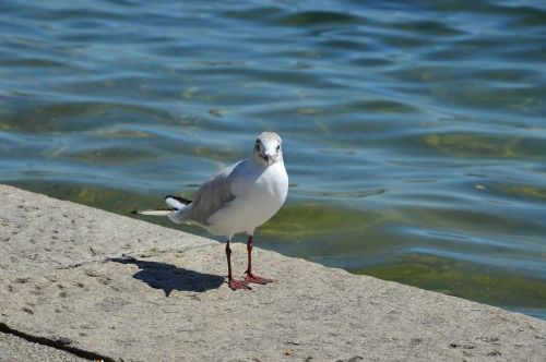 seagull lake bird