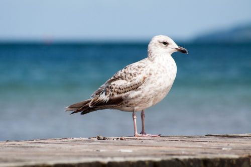 seagull bird sea