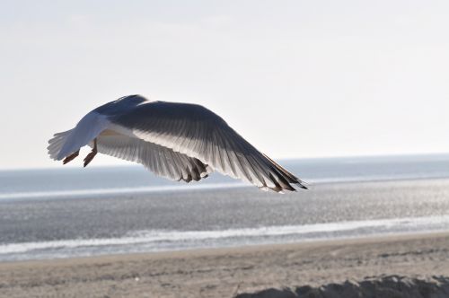 seagull beach flight