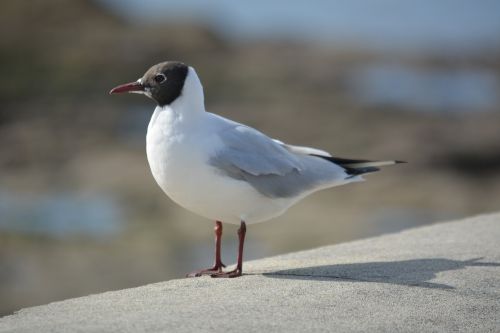 seagull tern animals