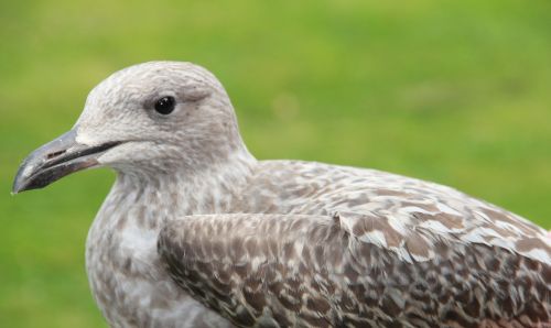 seagull bird gull