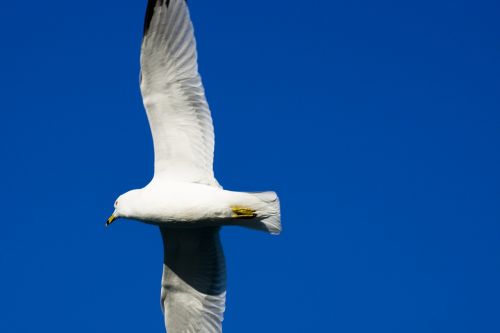 seagull sky gull