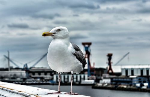 seagull bird nature