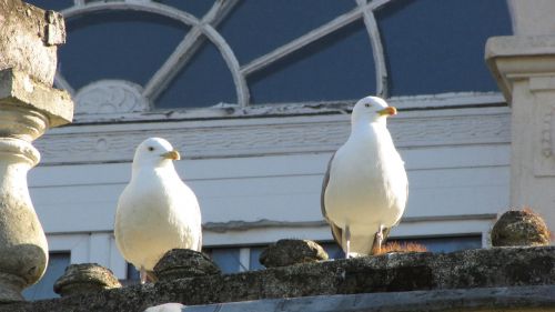 gulls bird sea