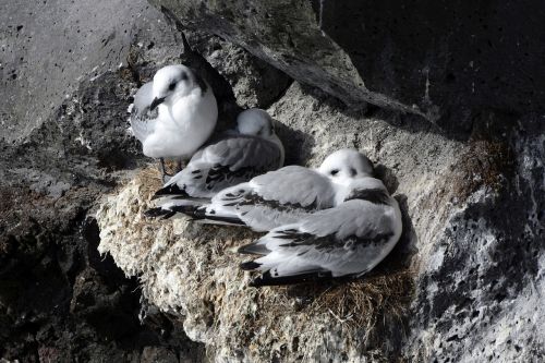 seagull rock bird