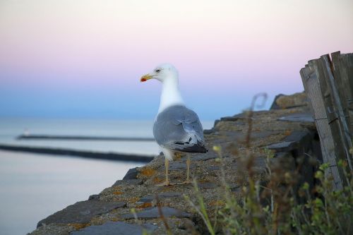 seagull bird sea