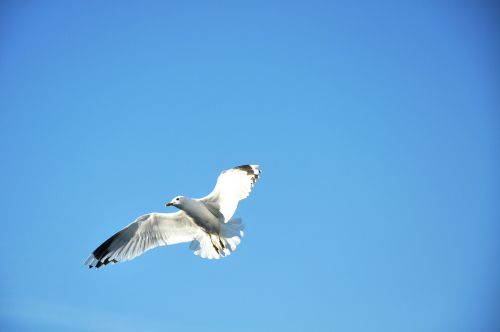 seagull flying blue-sky