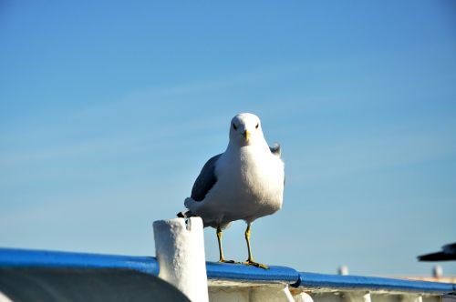 seagull blue-sky blue