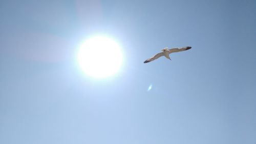 seagull sol sky