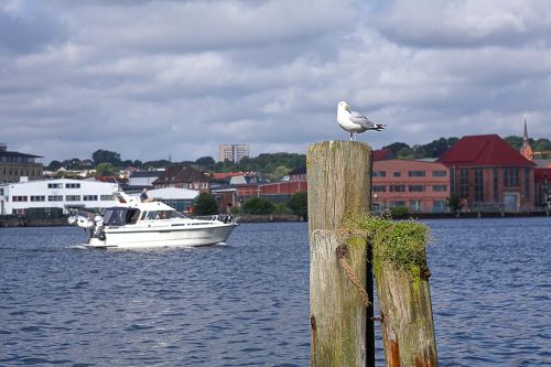seagull bollard maritime
