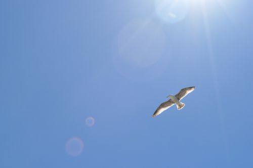 seagull holiday beach