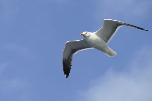 seagull sea bird