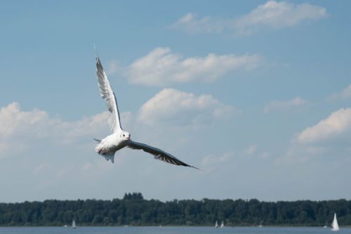 seagull bird water bird