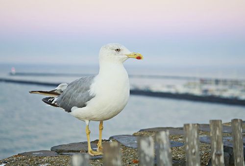 seagull bird sea