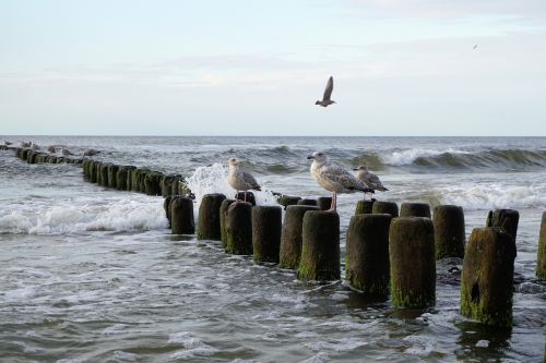 seagull baltic sea sea