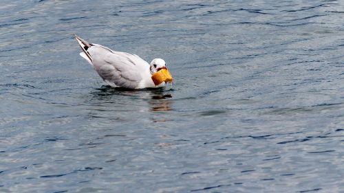 seagull bird water bird