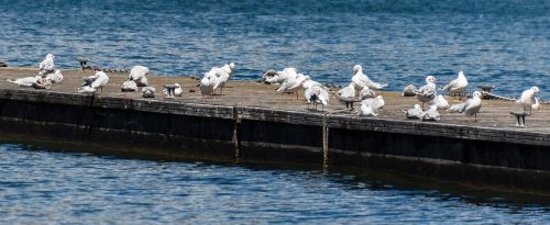 seagull bird water bird