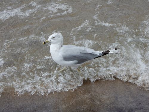 seagull wave profile