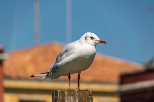 seagull bird venice