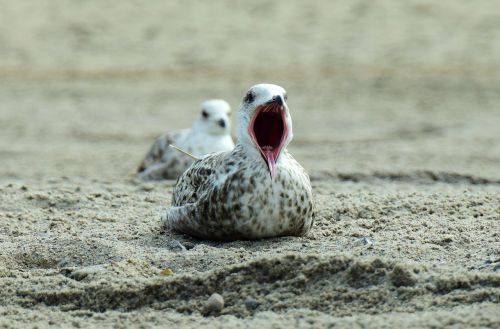 seagull beach yawn