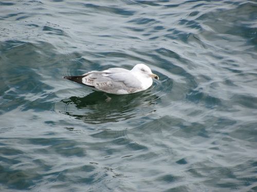 seagull ocean water bird