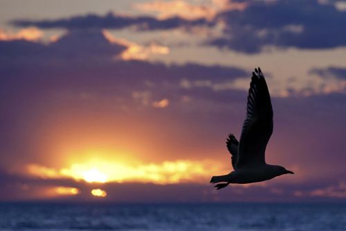 seagull silhouette sunset
