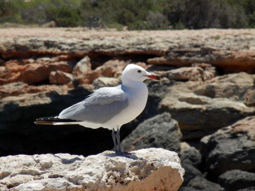 seagull sea ibiza