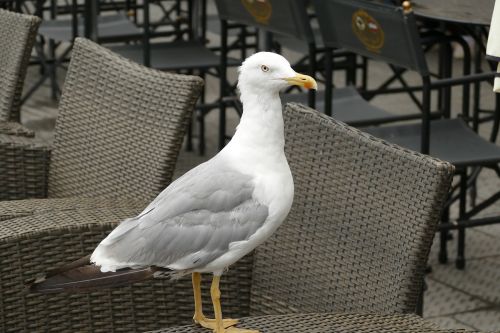 seagull seevogel bird